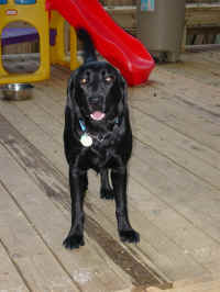 Gabby on the new deck.JPG (128128 bytes)